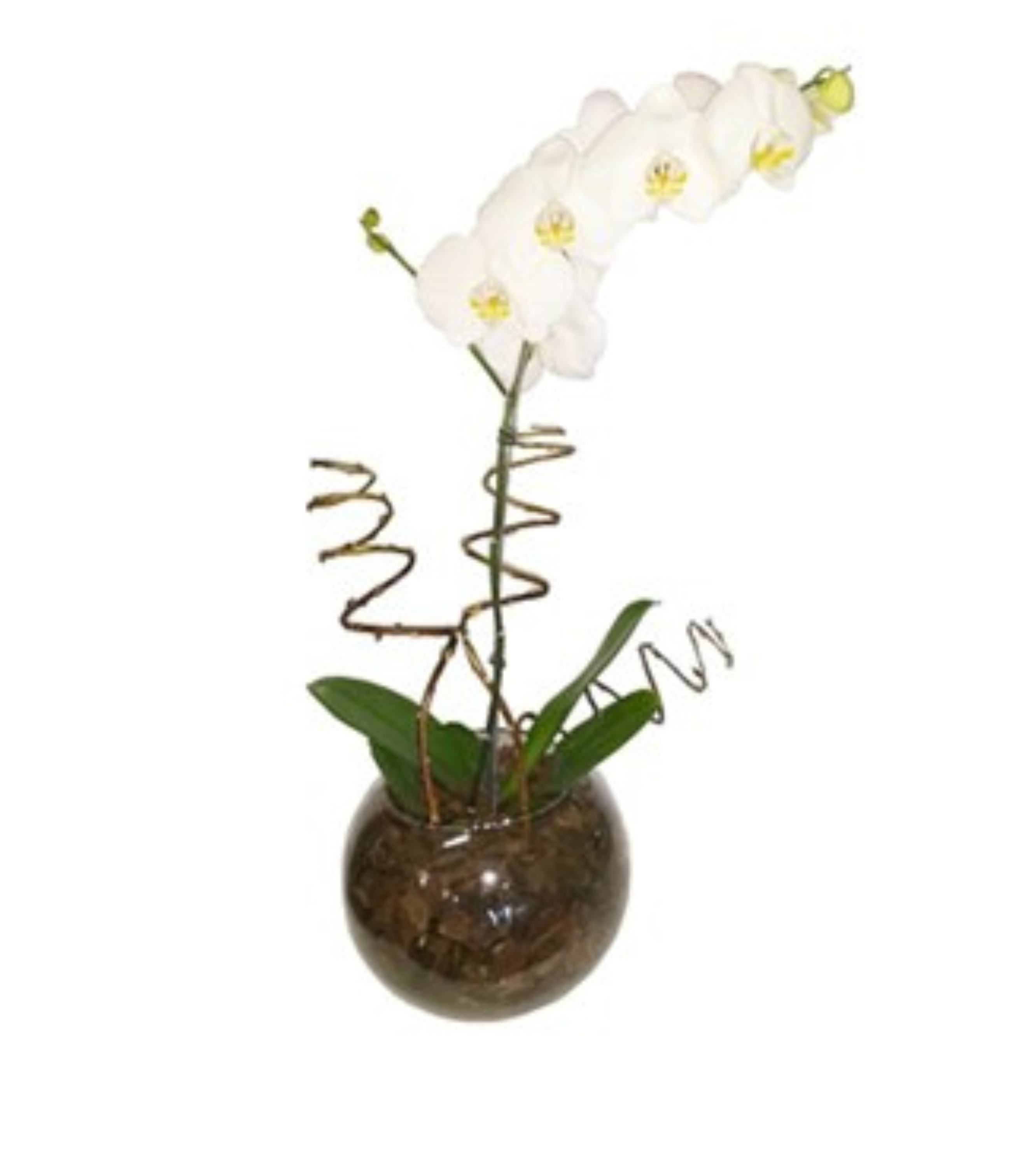 O arranjo de condolências com orquídeas